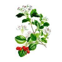 Экстракты плодов кроваво-красного боярышника Live Extract