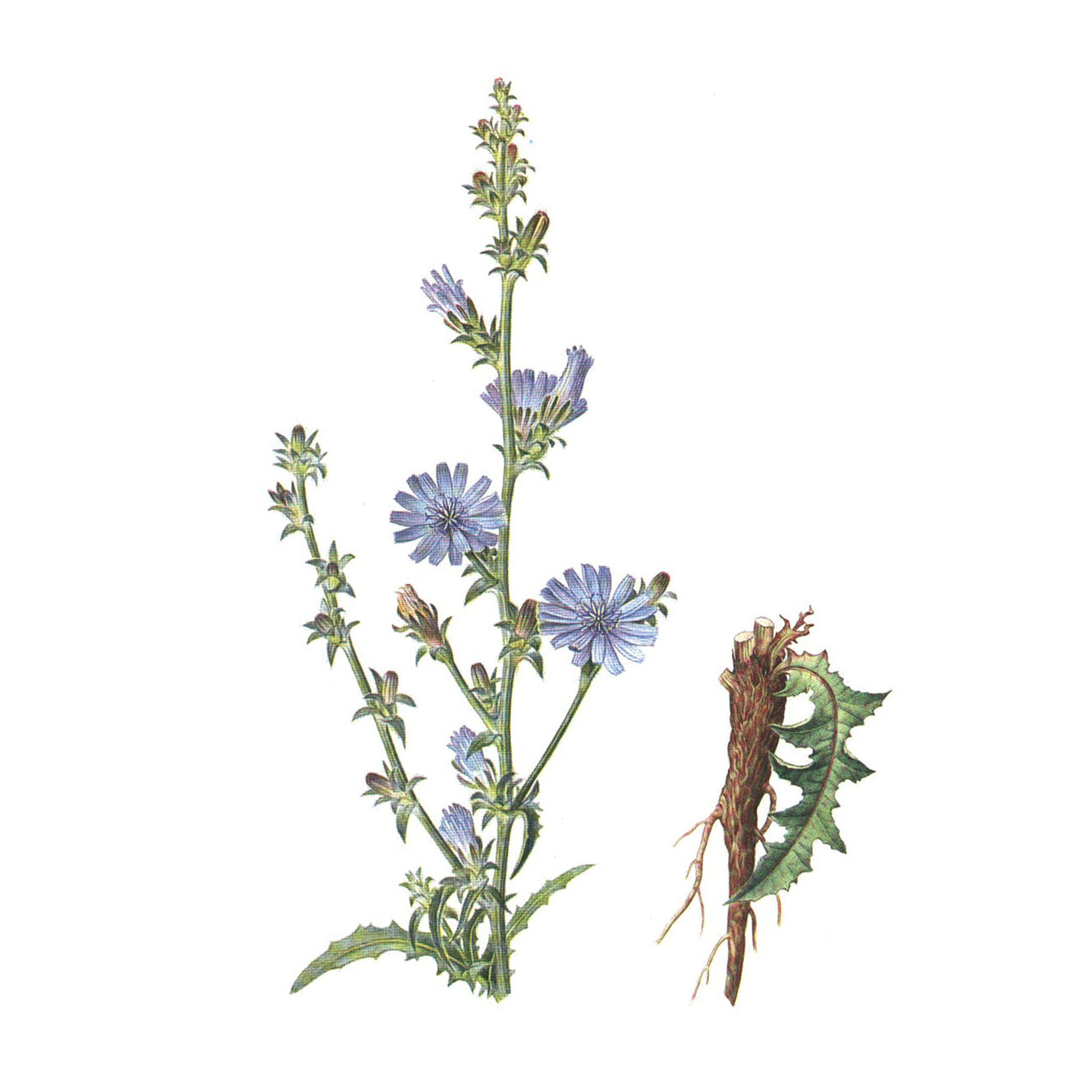 Экстракт корней цикория Live Extract, купить от производителя «Травы Байкала» оптом