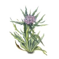 Экстракт травы соссюреи горькой Live Extract