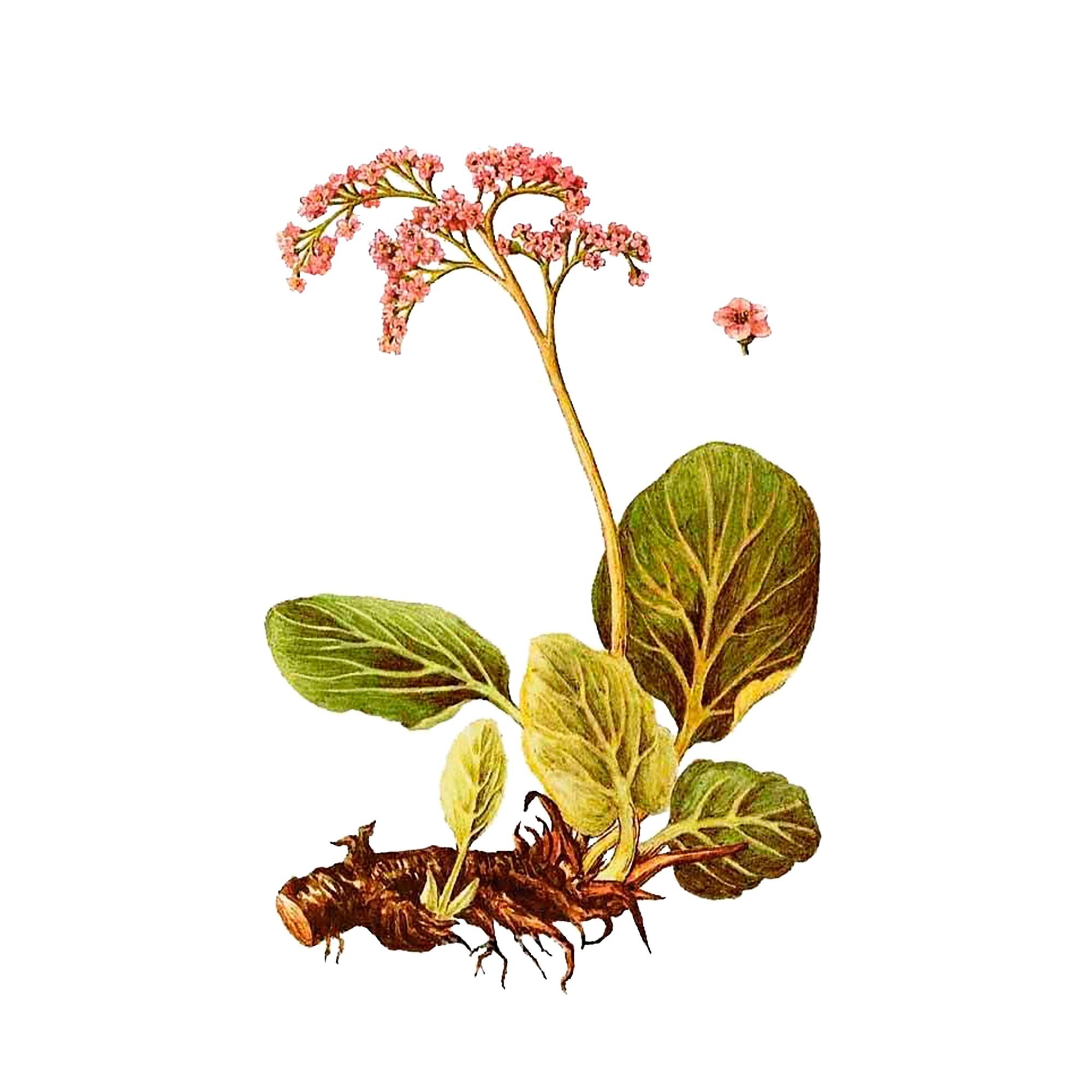 Экстракт корней бадана толстолистного Live Extract, купить от производителя «Травы Байкала» оптом