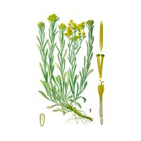 Экстракт цветков бессмертника (цмина) Live Extract