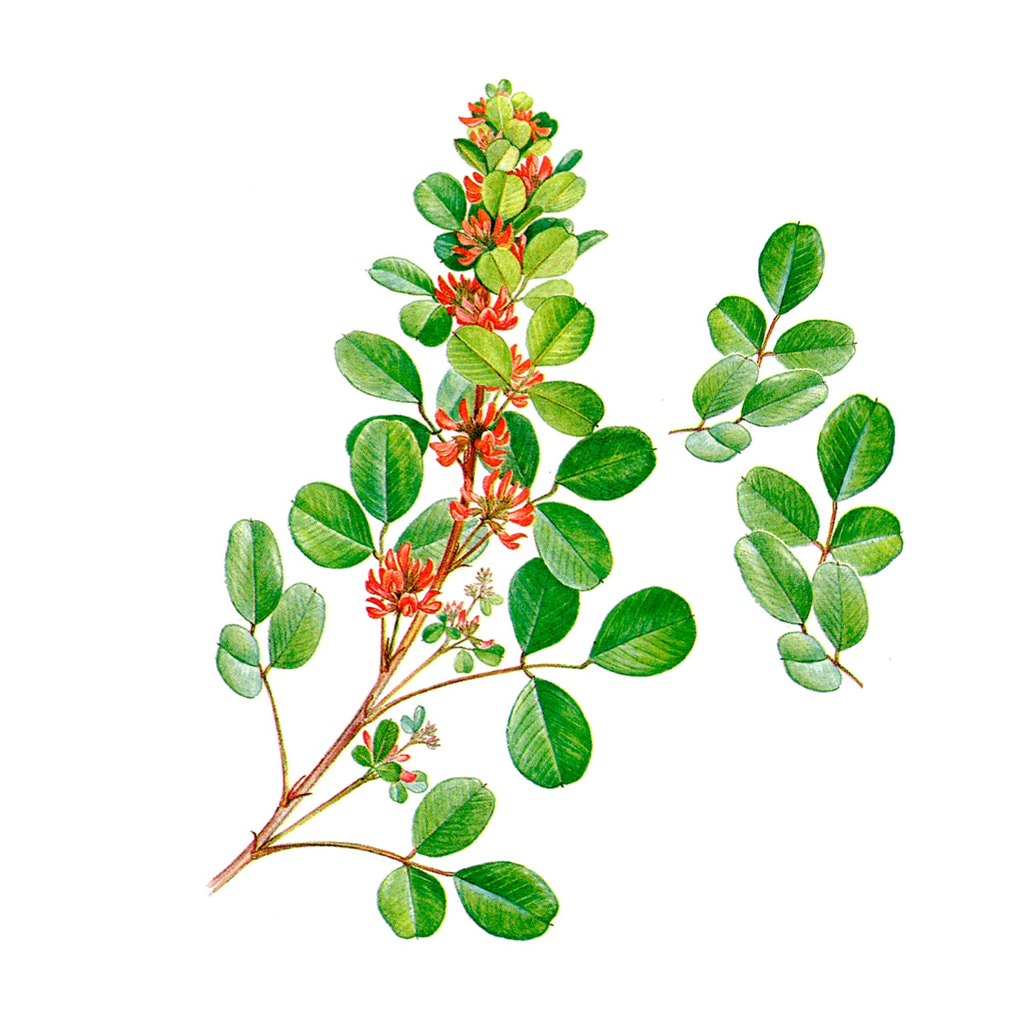 Экстракт травы леспедецы копеечниковой Live Extract, купить от производителя «Травы Байкала» оптом