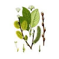 Экстракт коры ивы белой Live Extract