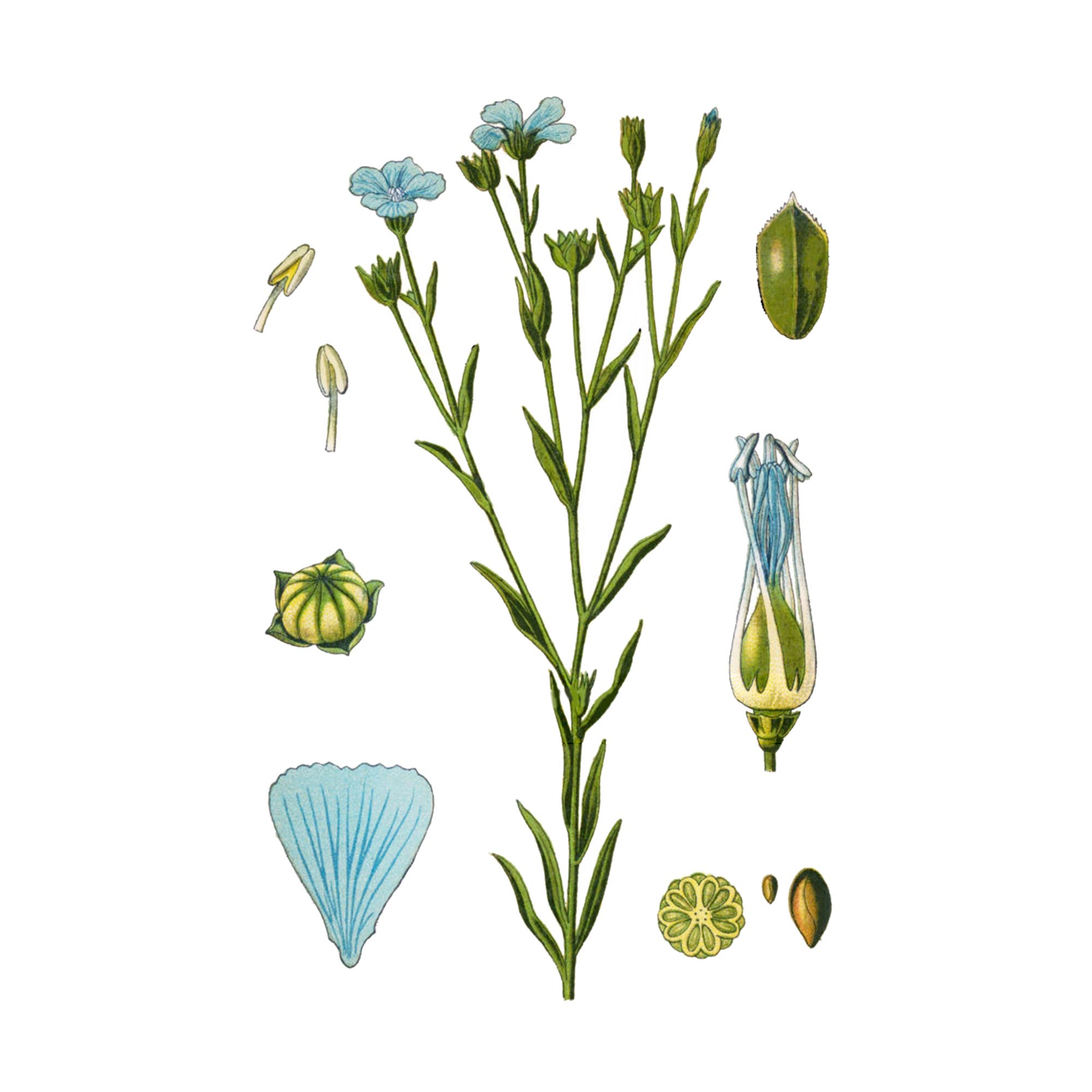 Экстракт семян льна Live Extract, купить от производителя «Травы Байкала» оптом