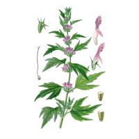 Экстракт травы пустырника Live Extract