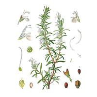 Экстракт травы розмарина Live Extract