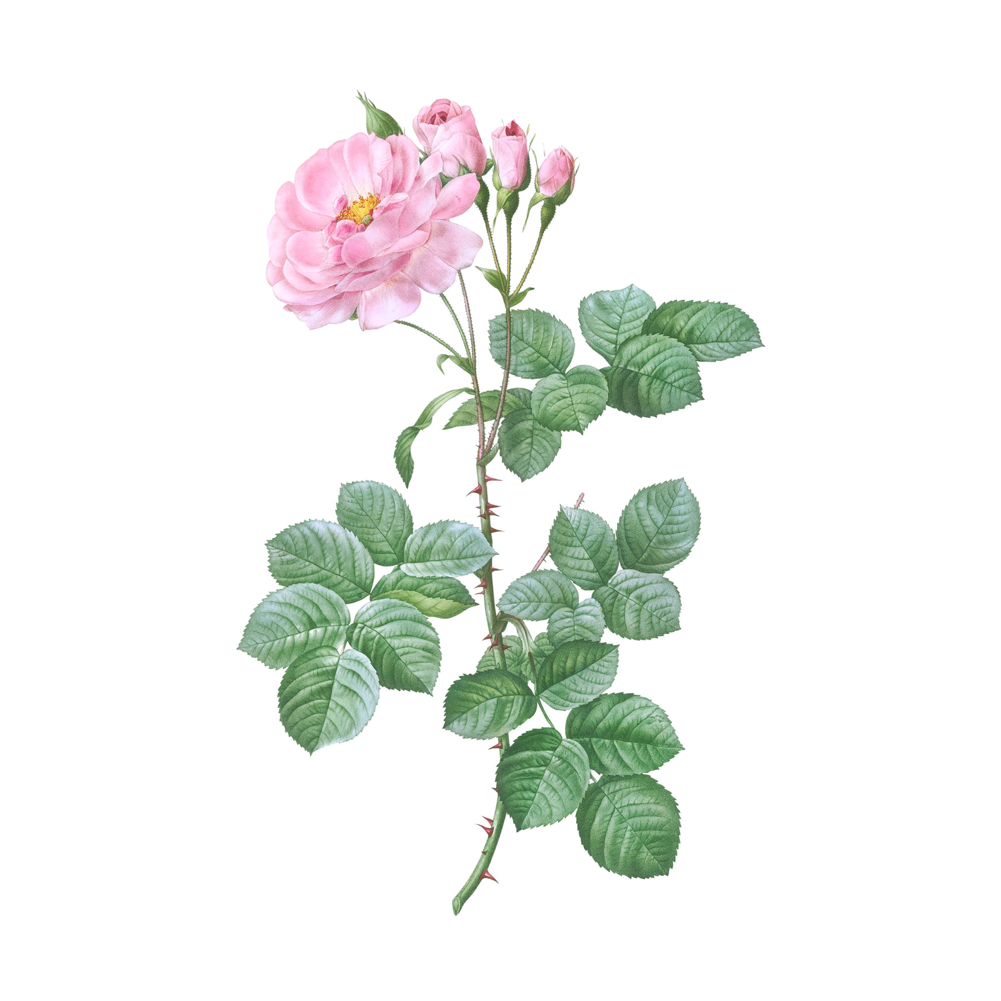 Экстракт цветков розы Live Extract, купить от производителя «Травы Байкала» оптом