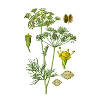 Экстракт плодов укропа Live Extract