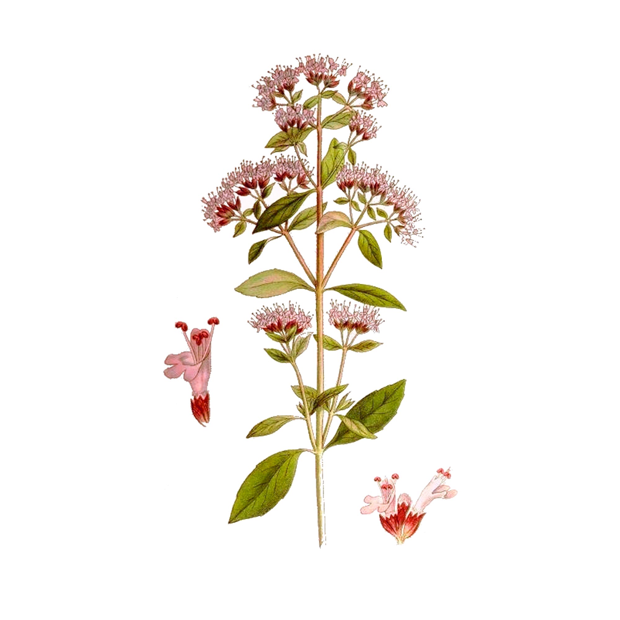 Экстракт травы душицы Live Extract, купить от производителя «Травы Байкала» оптом