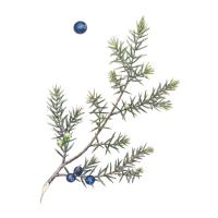 Экстракт плодов можжевельника Live Extract