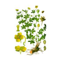 Экстракт травы курильского чая Live Extract