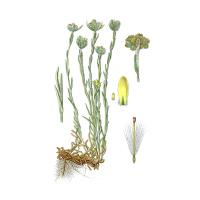 Экстракт травы бессмертника (цмина) Live Extract