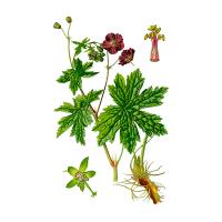 Экстракт травы герани луговой Live Extract