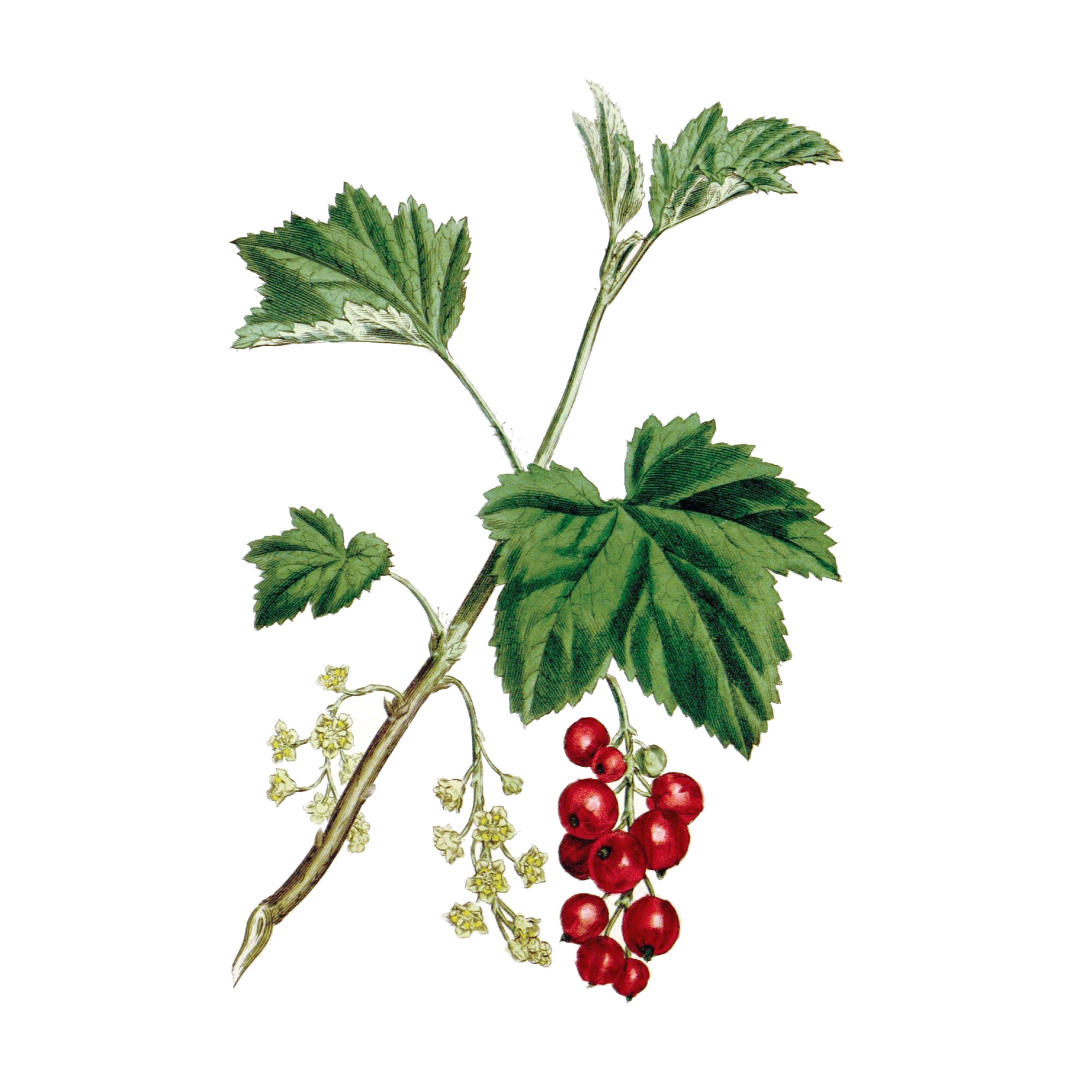 Экстракт плодов смородины красной Live Extract, купить от производителя «Травы Байкала» оптом