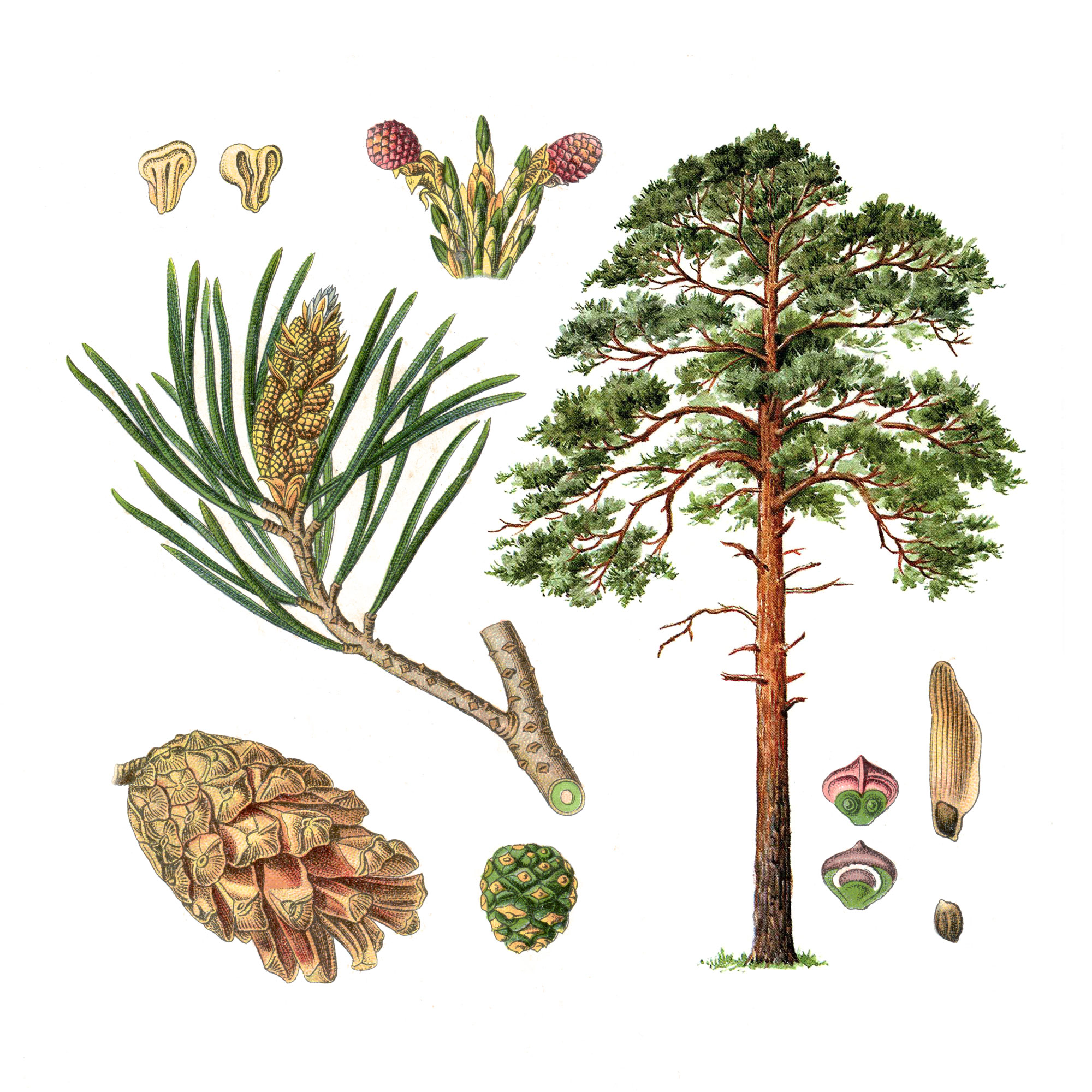 Экстракт коры сосны Live Extract, купить от производителя «Травы Байкала» оптом