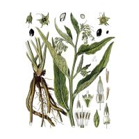 Экстракт корней окопника лекарственного Live Extract