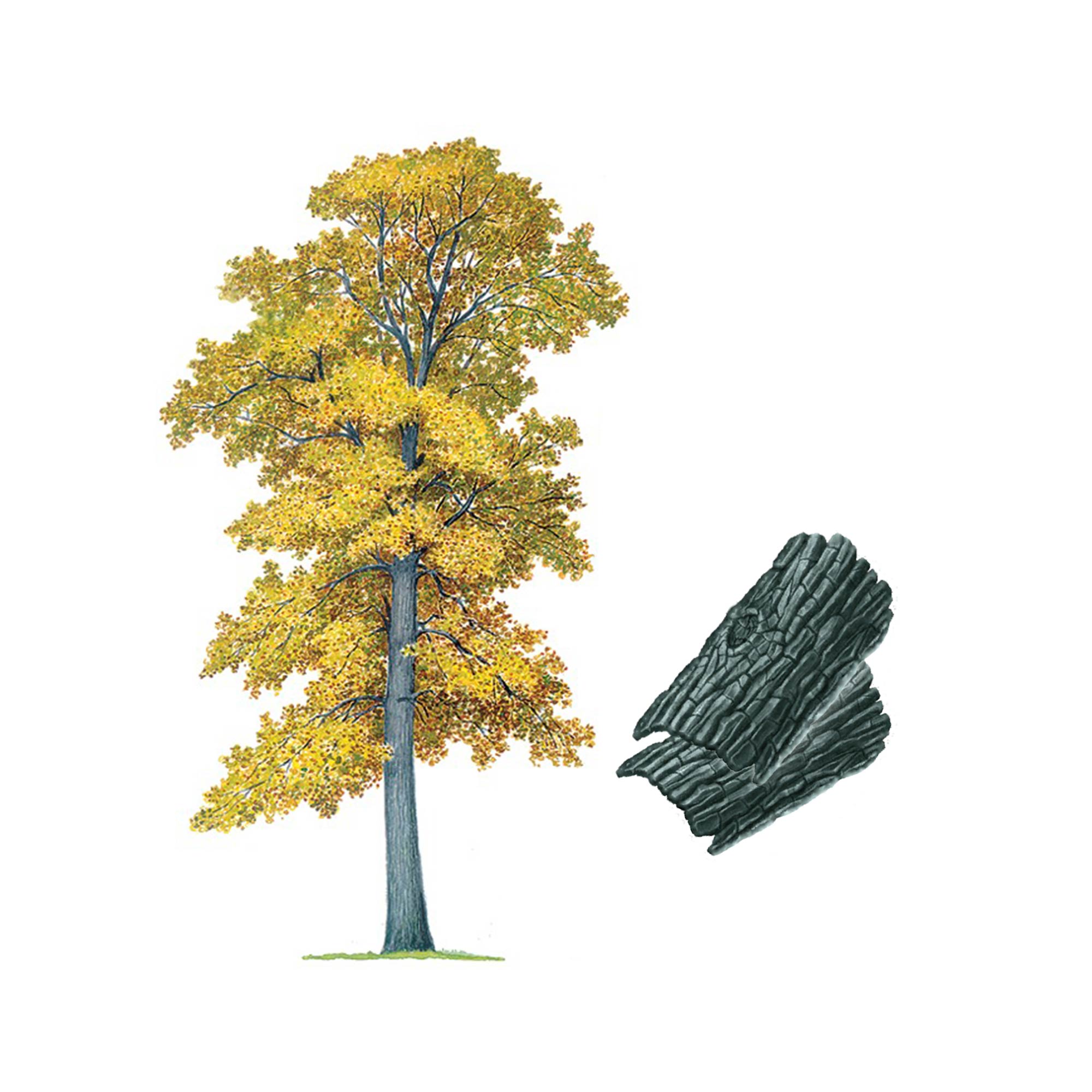 Экстракт коры липы Live Extract, купить от производителя «Травы Байкала» оптом