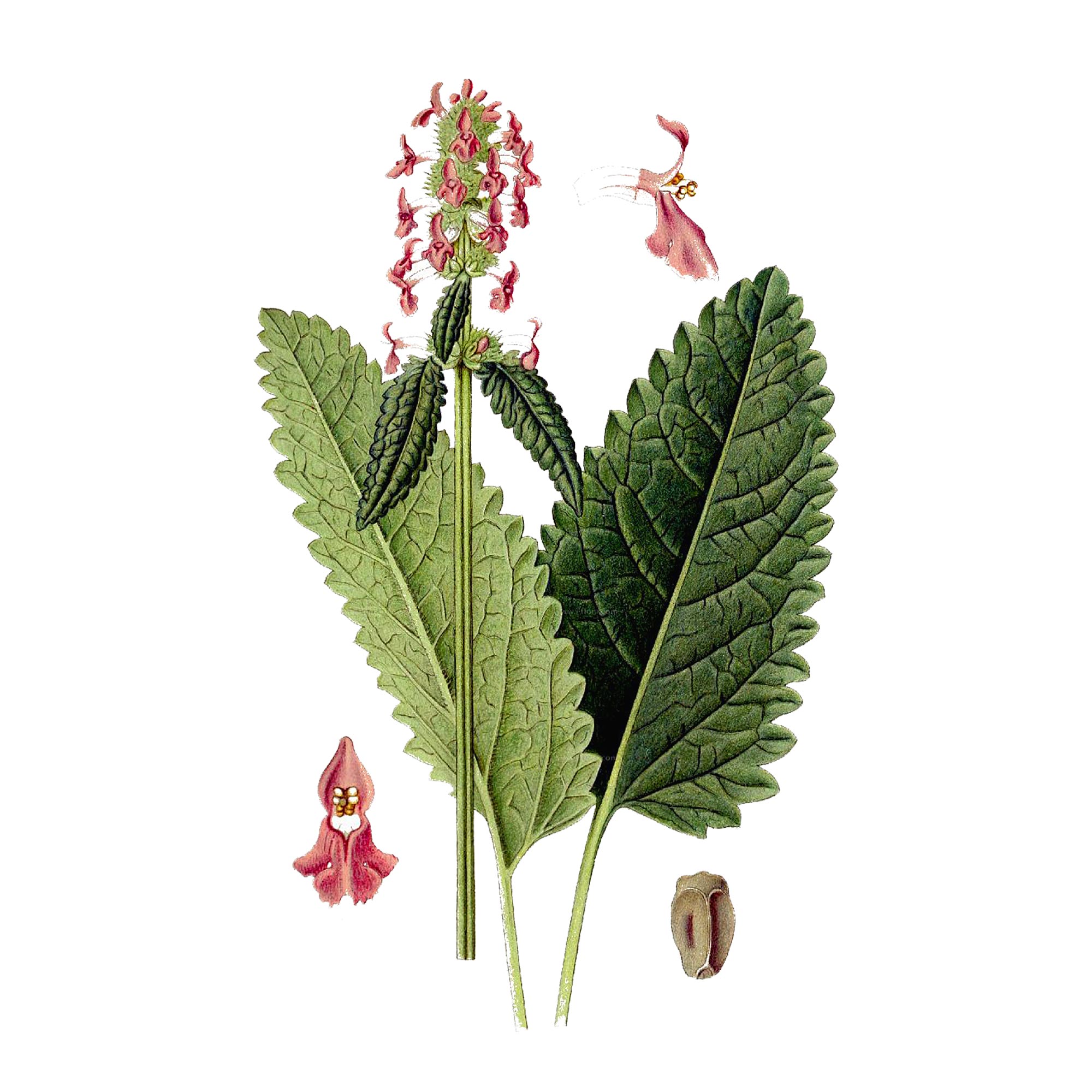 Экстракт травы буквицы лиственной Live Extract, купить от производителя «Травы Байкала» оптом