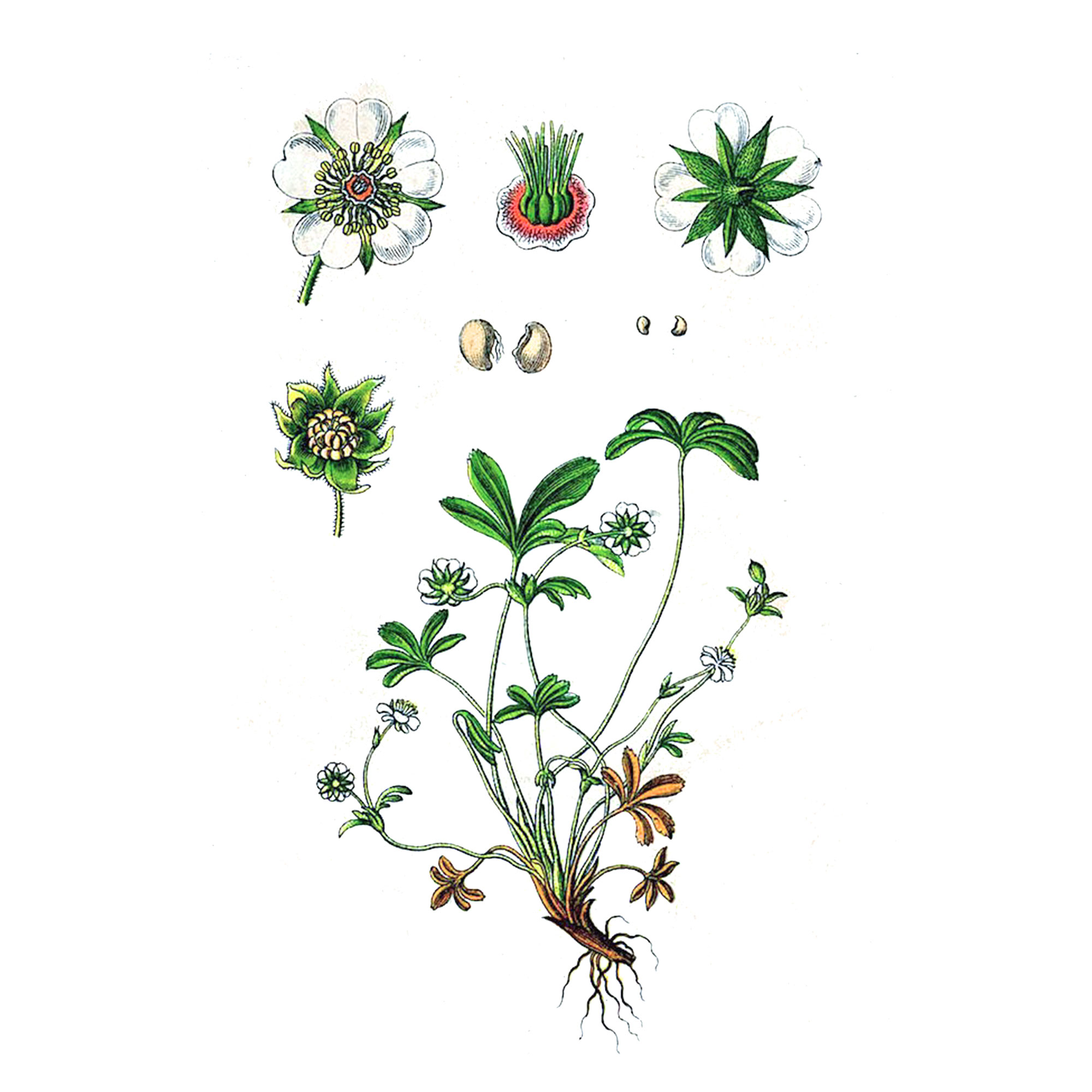 Экстракт корней лапчатки белой Live Extract, купить от производителя «Травы Байкала» оптом