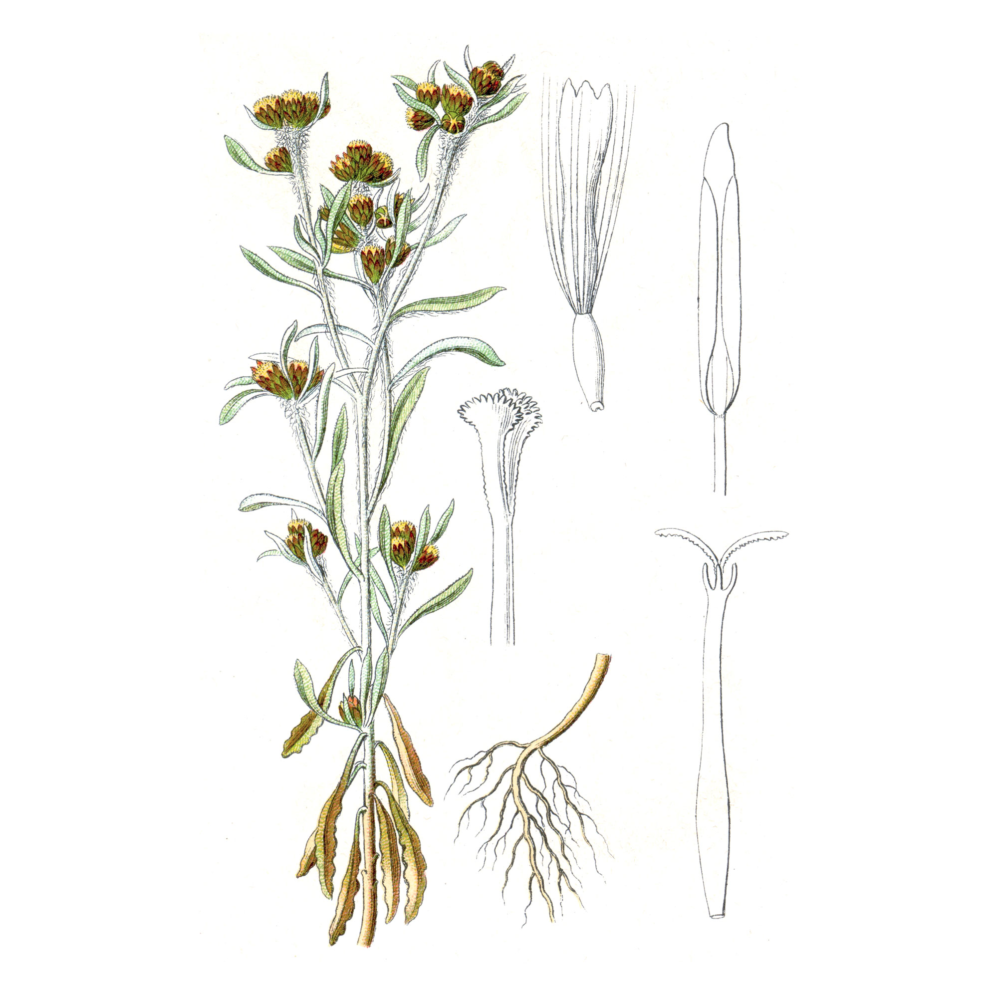 Сушеницы топяной (Gnaphalium uliginosum L.) травы экстракт LE, пакет крафт с zip-lock, 100 г