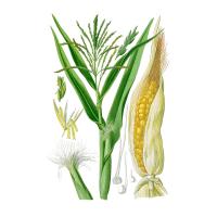 Экстракт рыльца кукурузы Live Extract