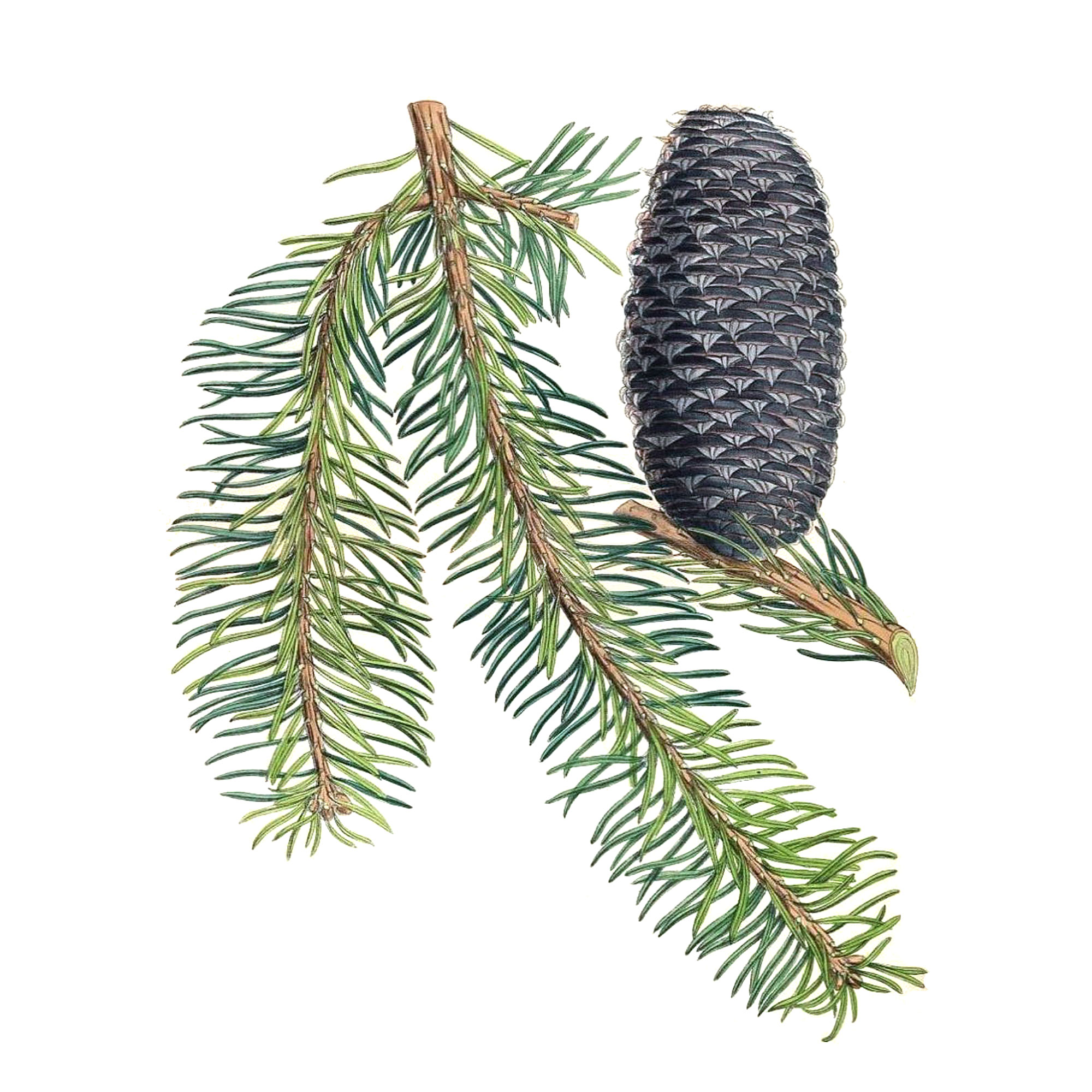 Экстракт хвои пихты сибирской Live Extract, купить от производителя «Травы Байкала» оптом