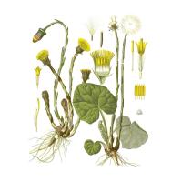 Экстракт листьев мать и мачехи Live Extract