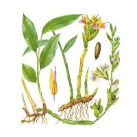 Экстракт корня имбиря Live Extract