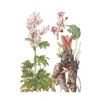 Экстракт корня ревеня Live Extract