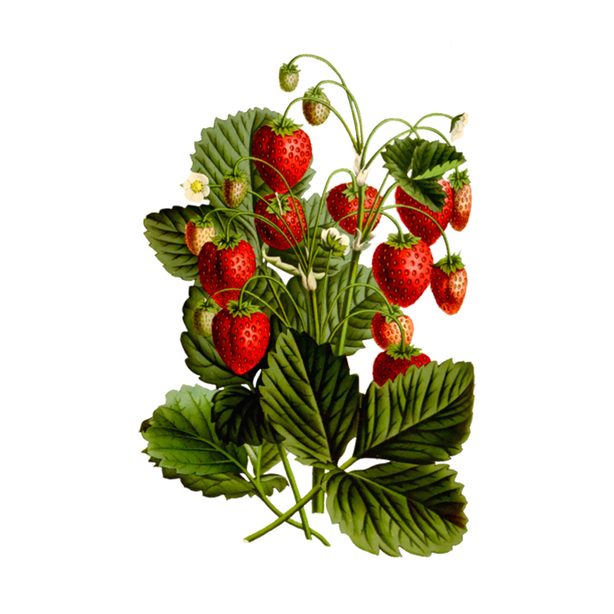 Экстракт плодов клубники Live Extract, купить от производителя «Травы Байкала» оптом