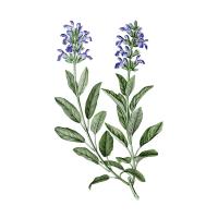 Экстракт травы шалфея аптечного Live Extract