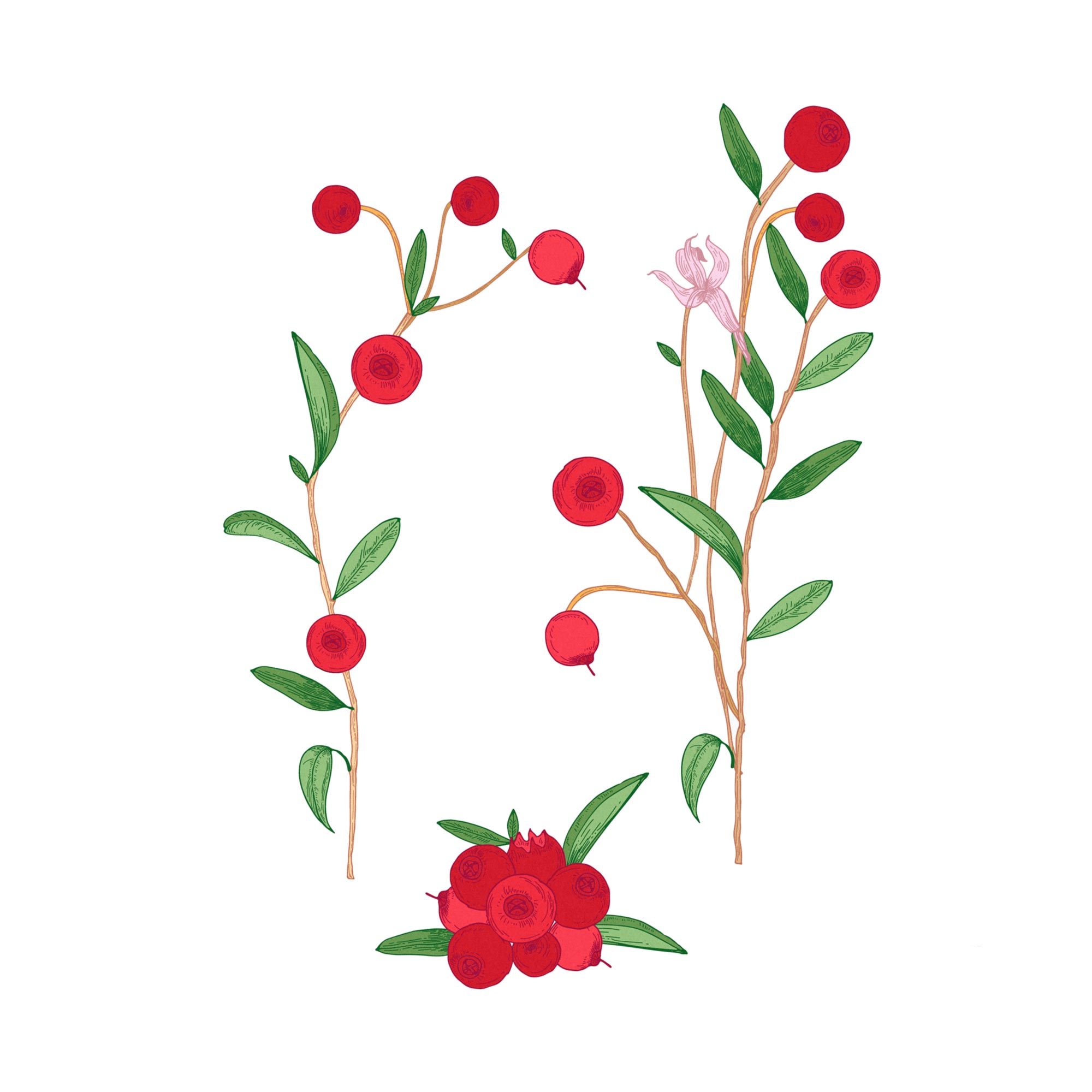 Экстракт плодов клюквы Live Extract, купить от производителя «Травы Байкала» оптом