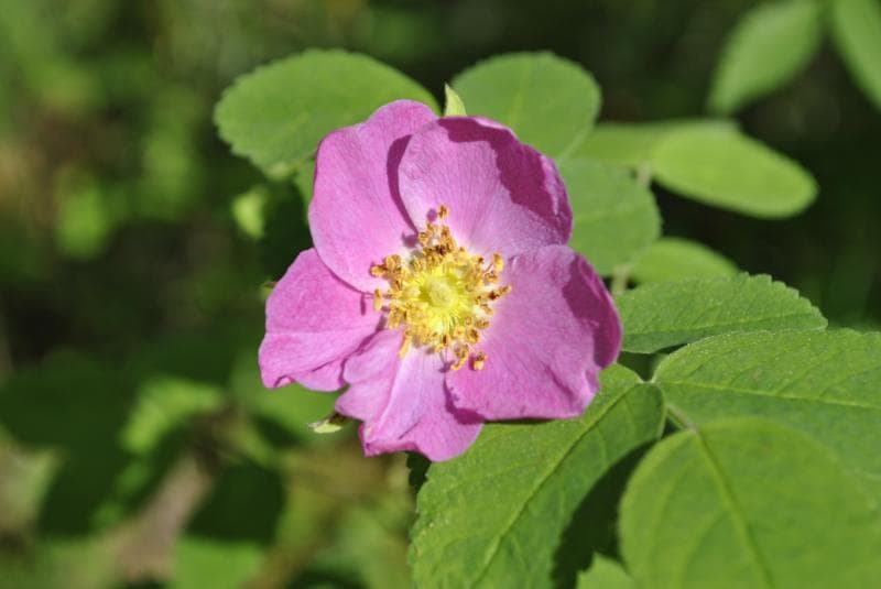 Полезные свойства плодов шиповника