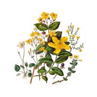 Экстракт травы зверобоя продырявленного Live Extract