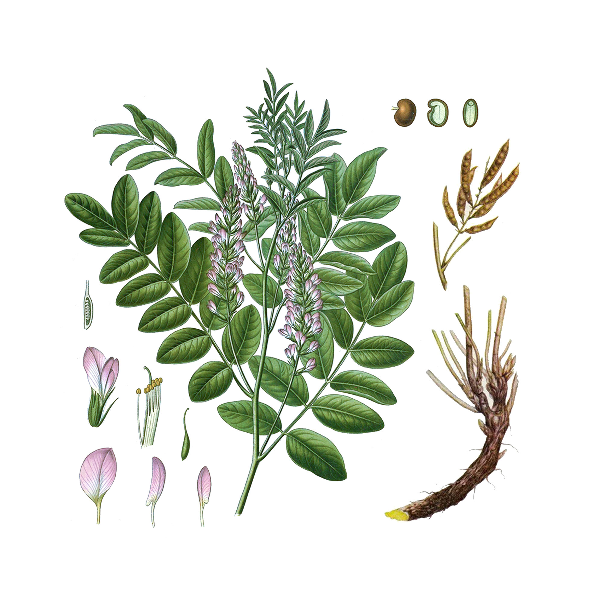 Солодки корня экстракт густой LE, бочка, 50 кг 