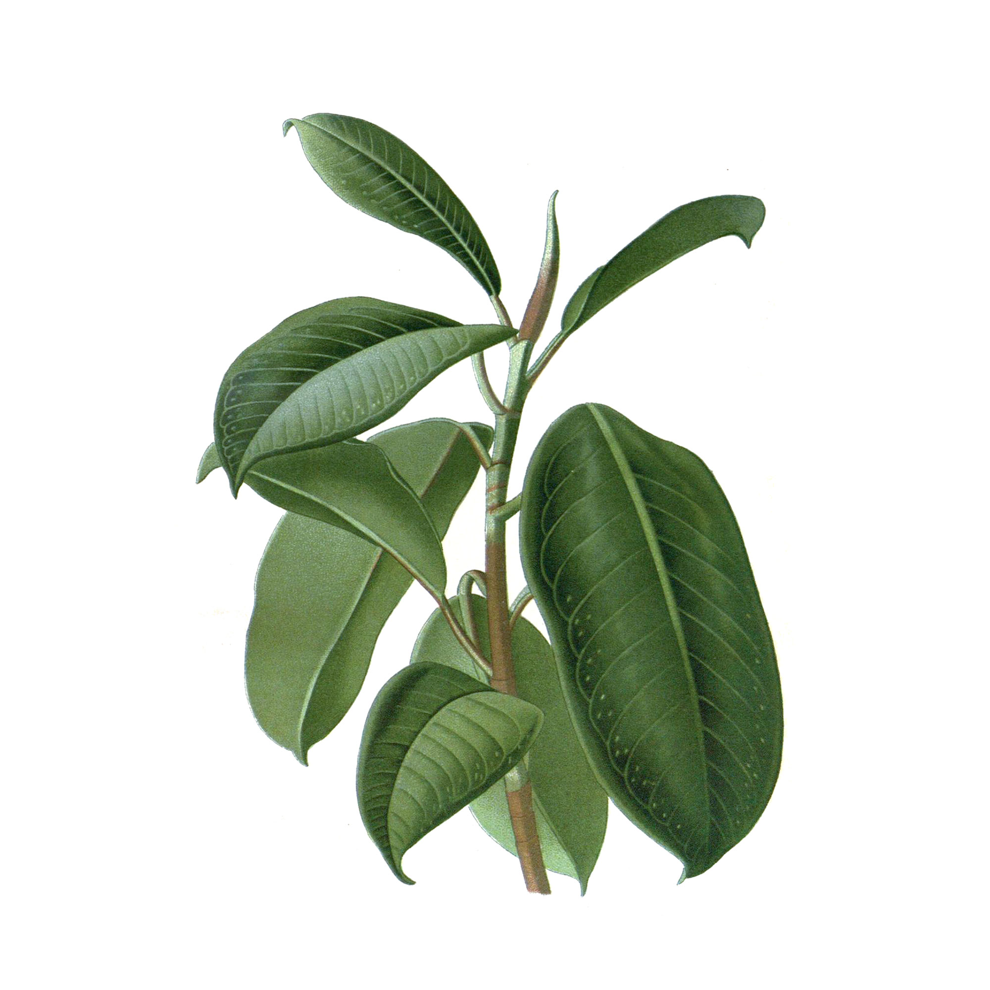 Экстракт слоевища фукуса Live Extract, купить от производителя «Травы Байкала» оптом