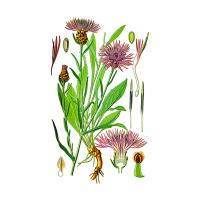 Экстракт цветков василька Live Extract