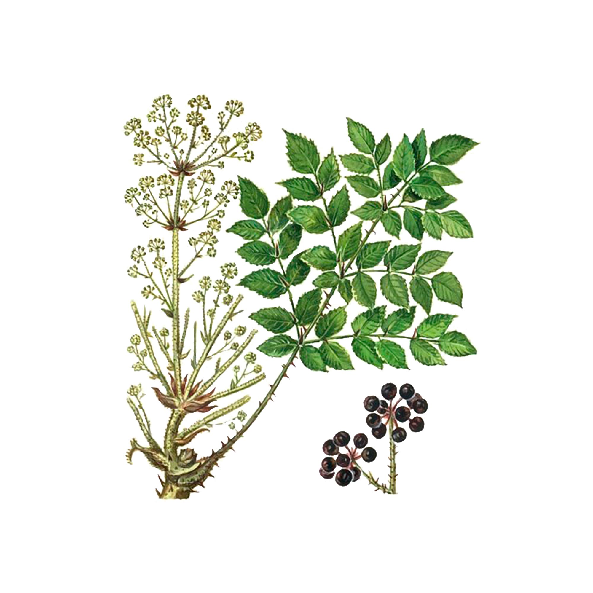 Аралии высокой (маньчжурской) корней экстракт LE, пакет крафт с zip-lock, 100г