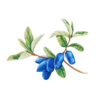 Экстракт плодов жимолости Live Extract