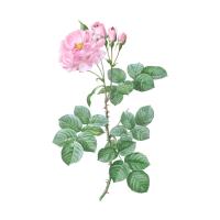 Экстракт цветков розы Live Extract