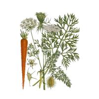 Экстракт корней морковки Live Extract