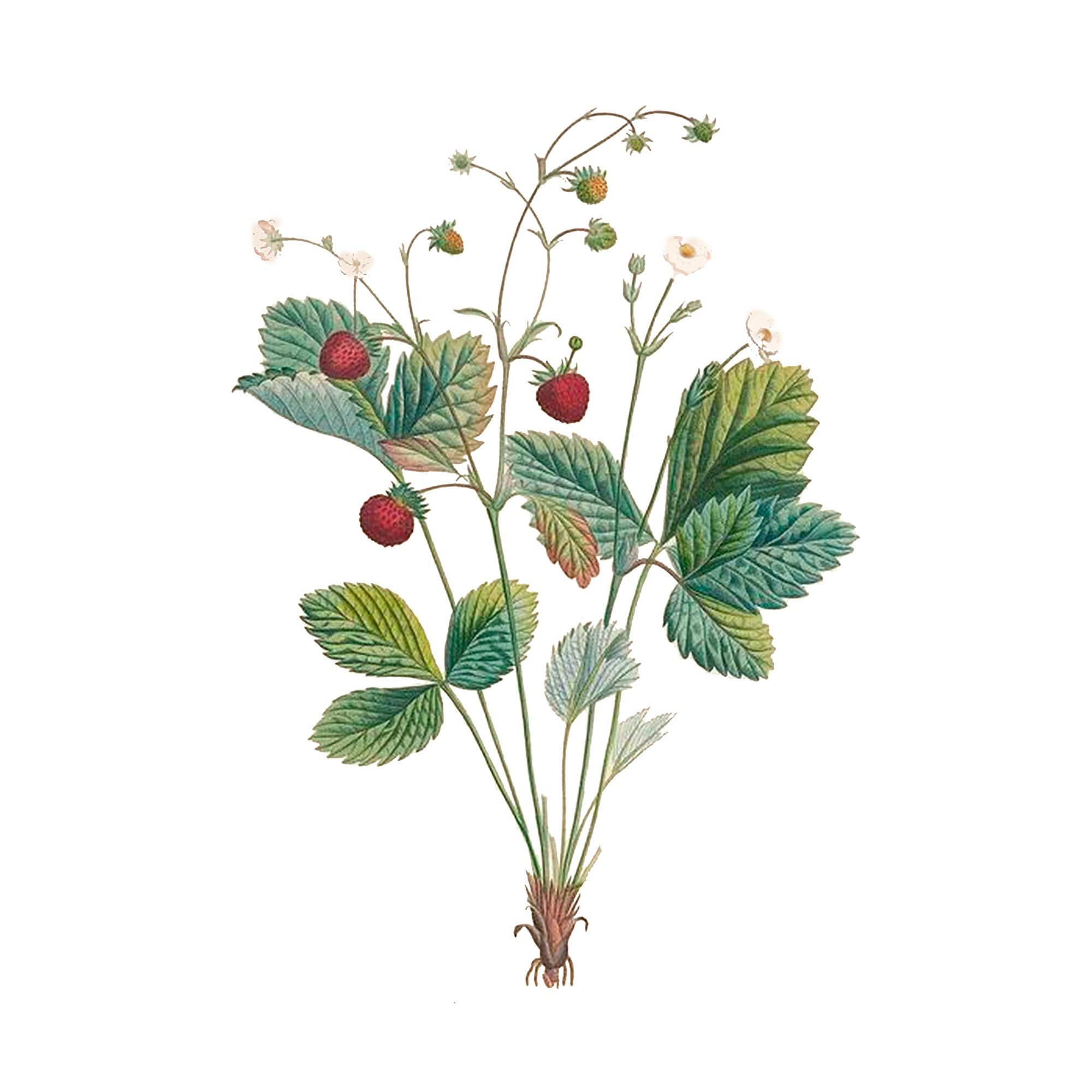 Экстракт листьев земляники Live Extract, купить от производителя «Травы Байкала» оптом