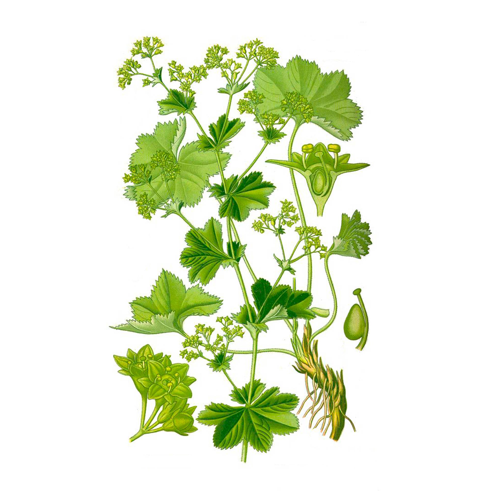 Экстракт травы манжетки Live Extract, купить от производителя «Травы Байкала» оптом