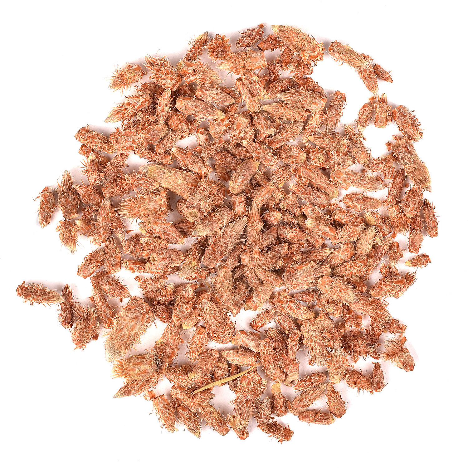 Сосна обыкновенная (Pinus silvestris L.)